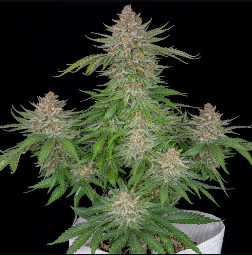 Fast Bud 420 - Strawberry Pie Auto - Semi Di Cannabis Autofiorente