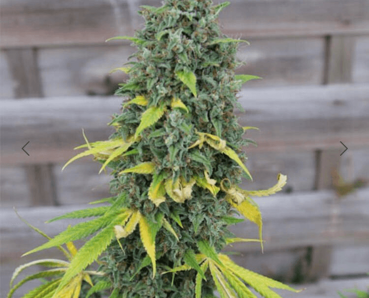Royal Queen Seeds - Hulkberry - Semi Di Cannabis Femminizzate
