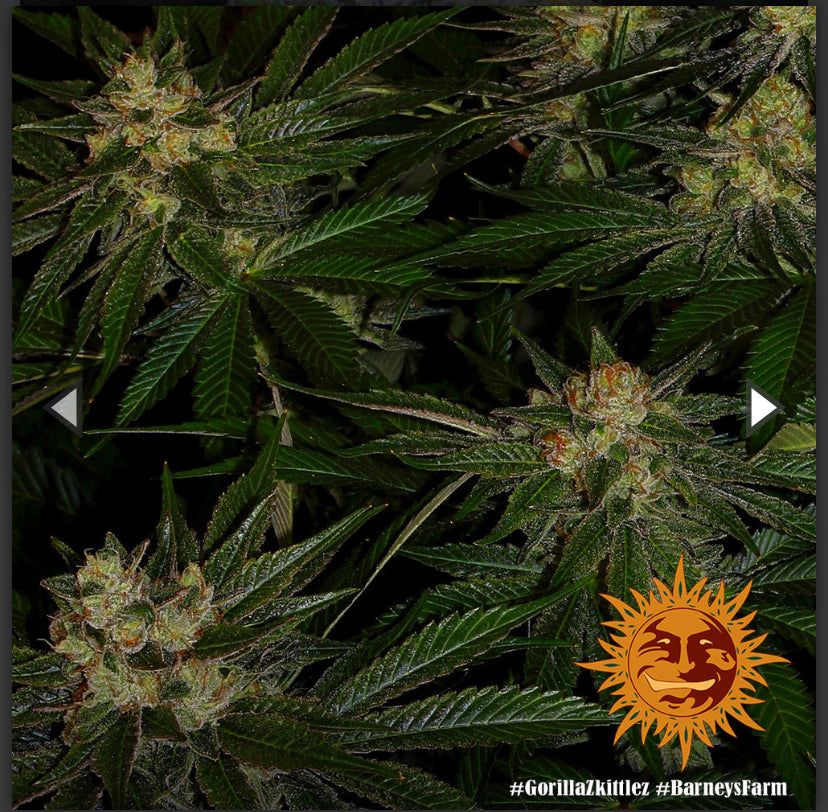 Barney’s Farm - Gorilla Zkittlez - semi di cannabis - femminizzato