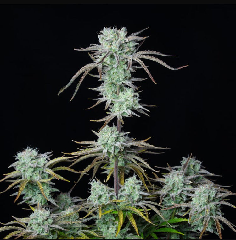 Fast Bud 420 - Strawberry Banana Auto - Semi Di Cannabis Autofiorente