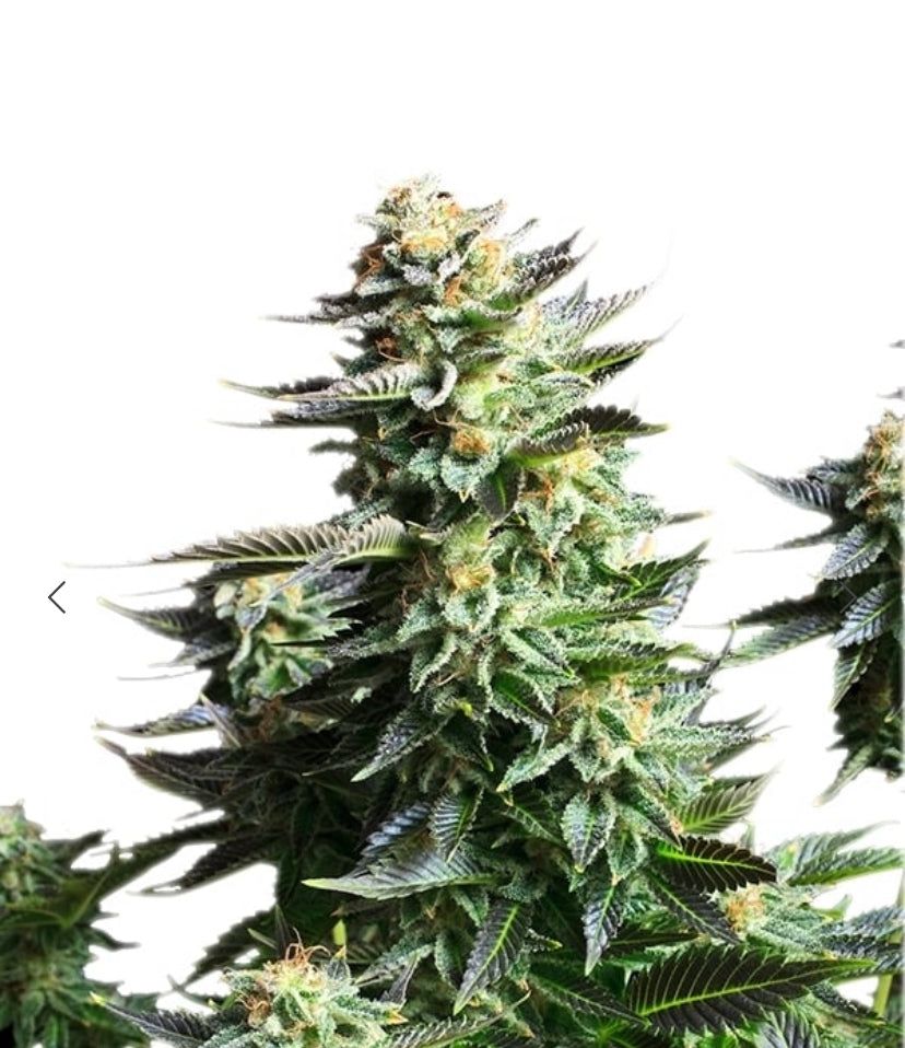 Royal Queen Seeds - Amnesia Haze - Semi Di Cannabis Fem