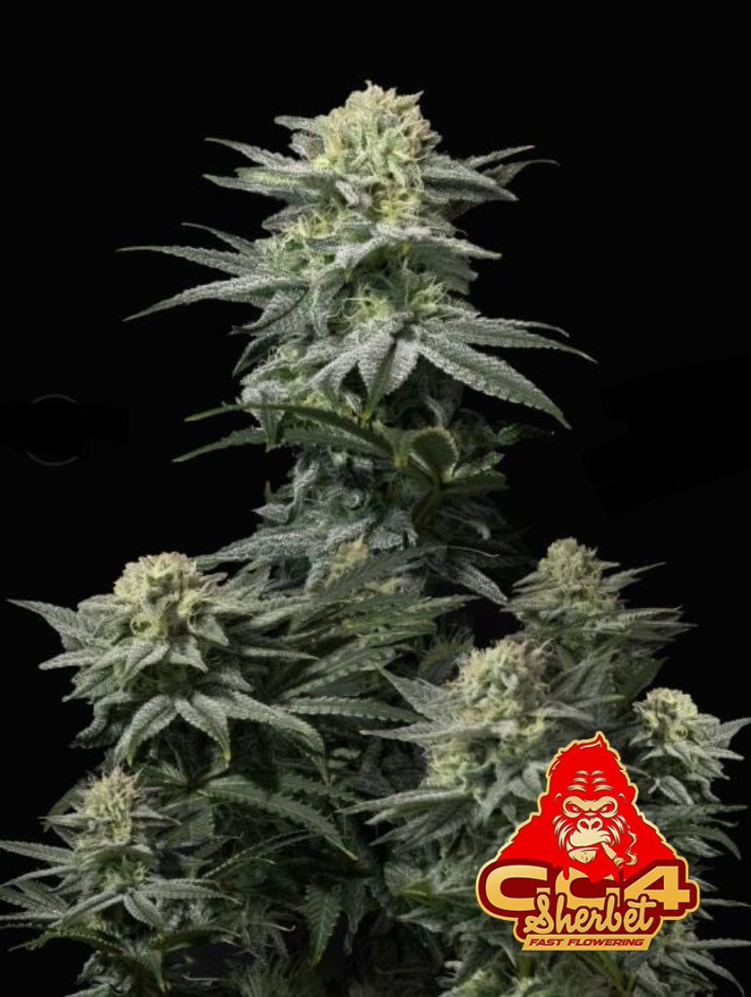 Fast Bud 420 - GG4 Sherbet Fast Flowering - Semi Di Cannabis FF