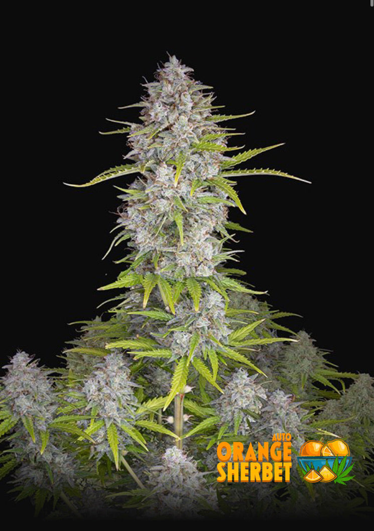 Fast Bud 420 - Orange Sherbert Auto - Semi Di Cannabis Autofiorenti