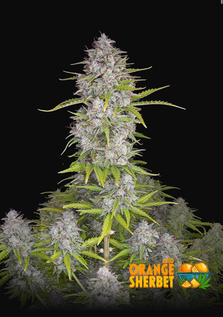 Orange Sherbert Auto - Semi Autofiorenti THC 26%