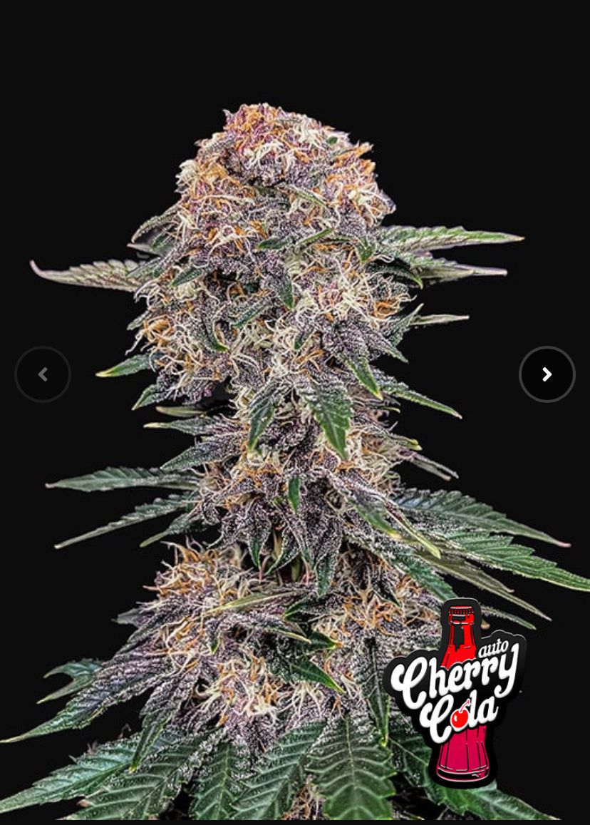 Fast Bud 420 - Cherry Cola Auto - Semi Di Cannabis Autofiorente