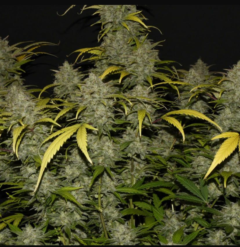 Fast Bud 420 - Gelato Auto - Semi Di Cannabis Autofiorenti