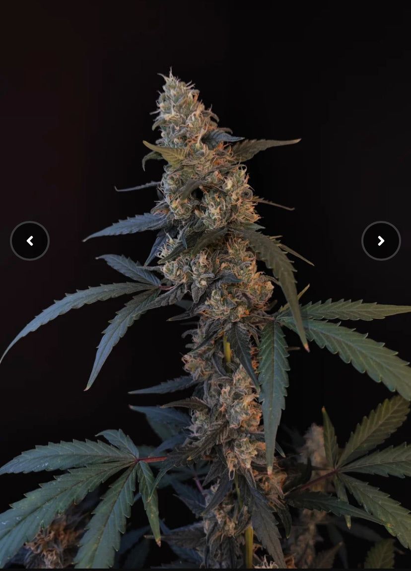 Fast Bud 420 - Bubblegum Auto - Semi Di Cannabis Autofiorenti