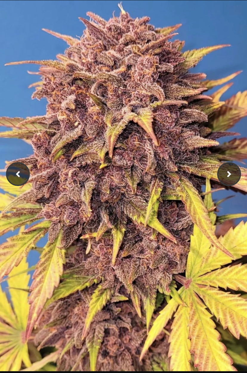 Fast Bud 420 - Purple Lemonade Auto - Semi Di Cannabis Autofiorenti
