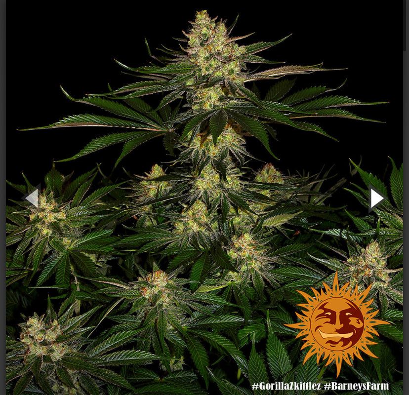 Barney’s Farm - Gorilla Zkittlez - semi di cannabis - femminizzato