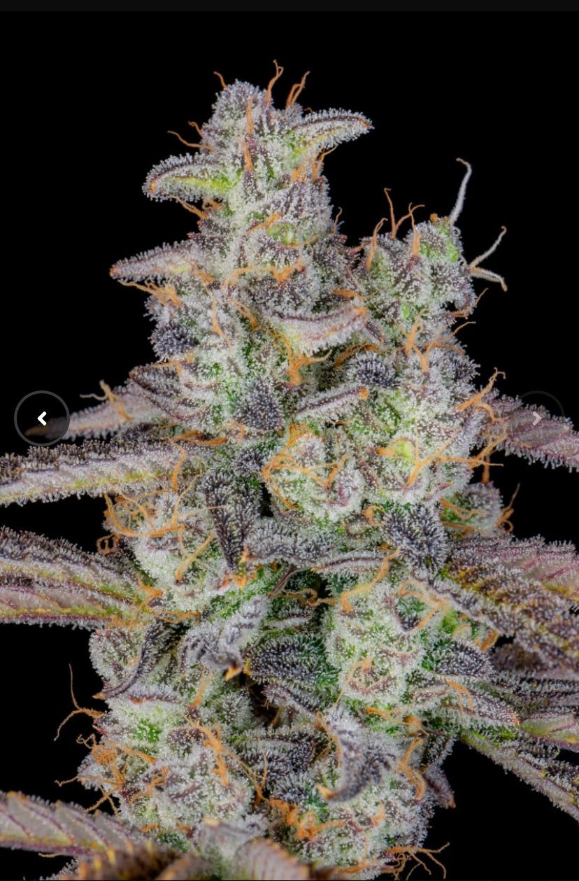 Fast Bud 420 - Banana Purple Punch - Semi Di Cannabis Autofiorenti