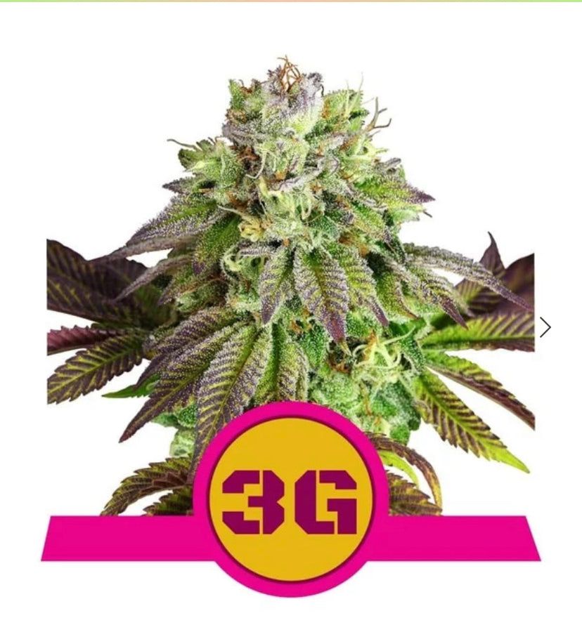 Royal Queen Seeds - Triple G - Semi Di Cannabis Femminizzati