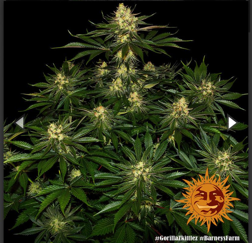 Barney’s Farm - Gorilla Zkittlez - semi di cannabis - femminizzato