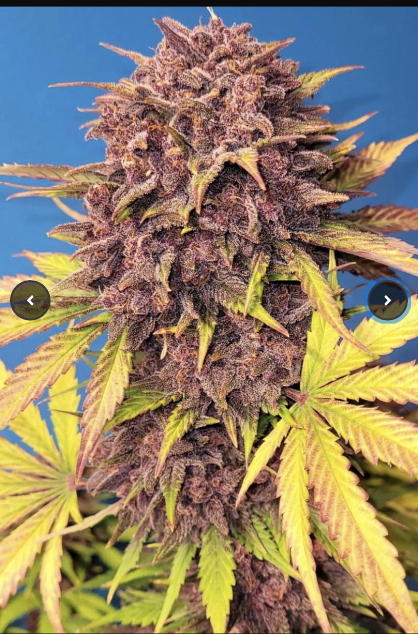 Fast Bud 420 - Purple Lemonade Auto - Semi Di Cannabis Autofiorenti
