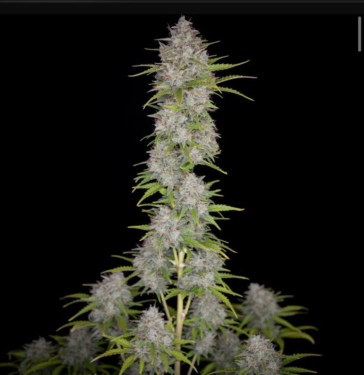 Fast Bud 420 - Orange Sherbert Auto - Semi Di Cannabis Autofiorenti