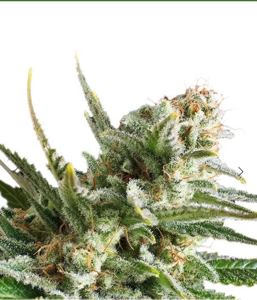 Royal Queen Seeds - Amnesia Haze - Semi Di Cannabis Fem