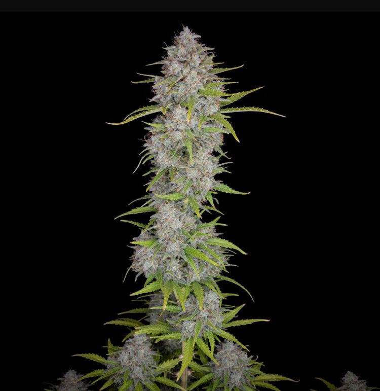 Fast Bud 420 - Orange Sherbert Auto - Semi Di Cannabis Autofiorenti
