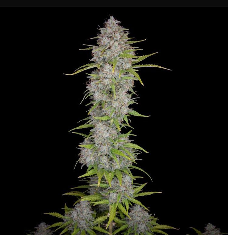 Orange Sherbert Auto - Semi Autofiorenti THC 26%