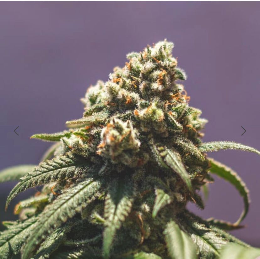 Royal Queen Seeds - Green Crack Punch - Semi Di Cannabis Femminizzati