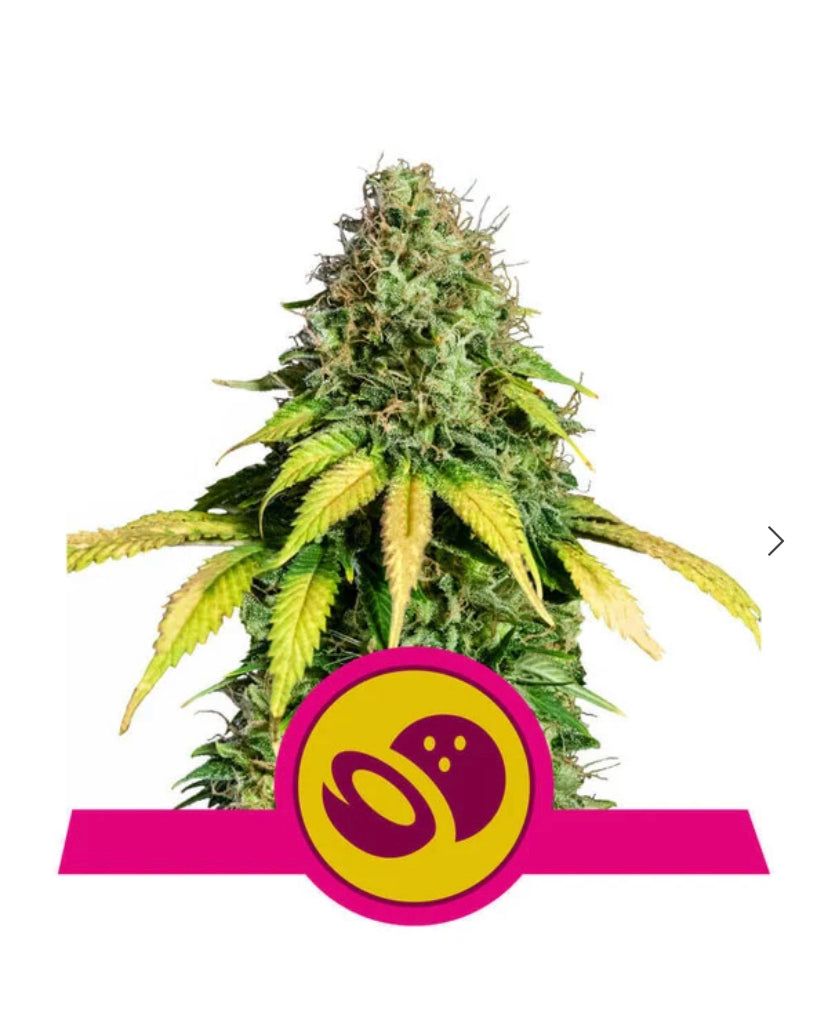 Royal Queen Seeds - Somango XL - Semi Di Cannabis Fem