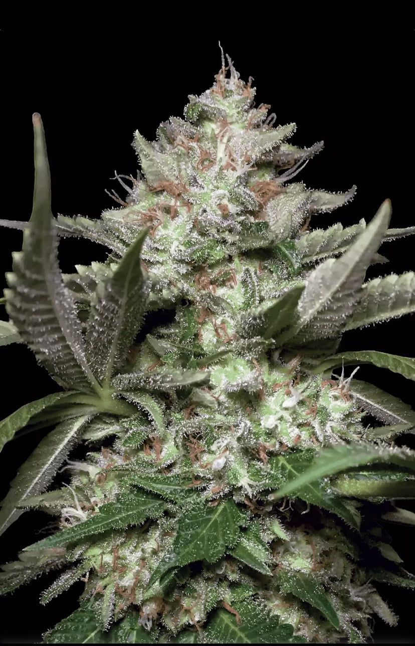 Paradise Seeds - Auto Kong 4 - Semi Di Cannabis Autofiorente