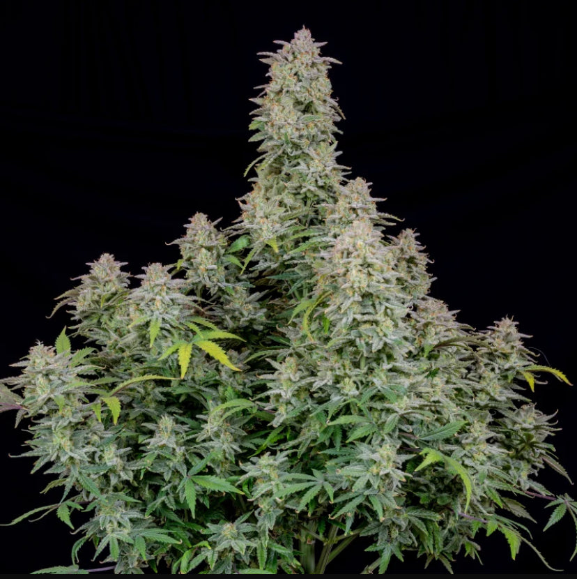 Fast Bud 420 - Forbidden Runtz Auto - Semi Di Cannabis Autofiorente