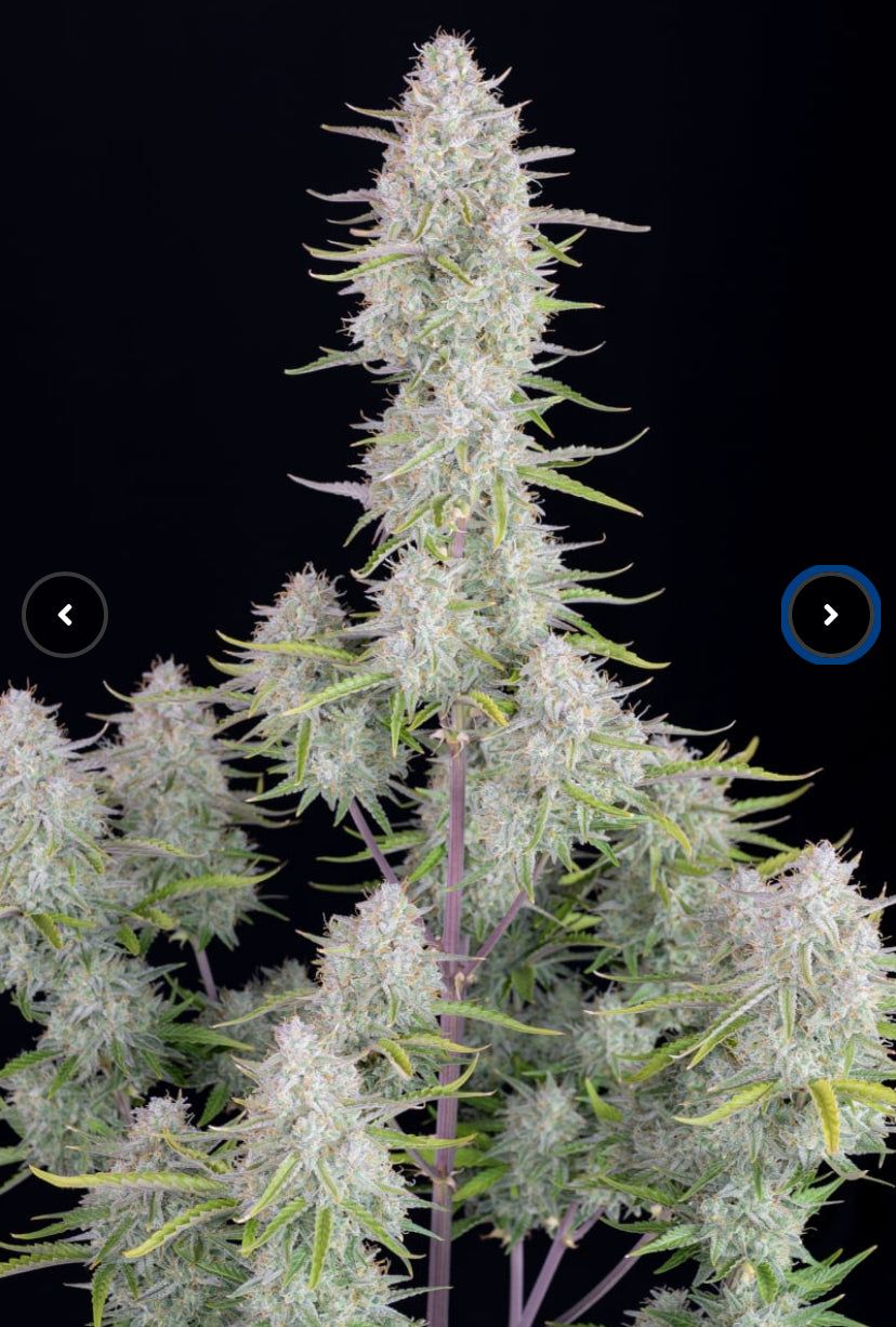 Fast Bud 420 - Wedding Cheesecake - Semi Di Cannabis Autofiorente