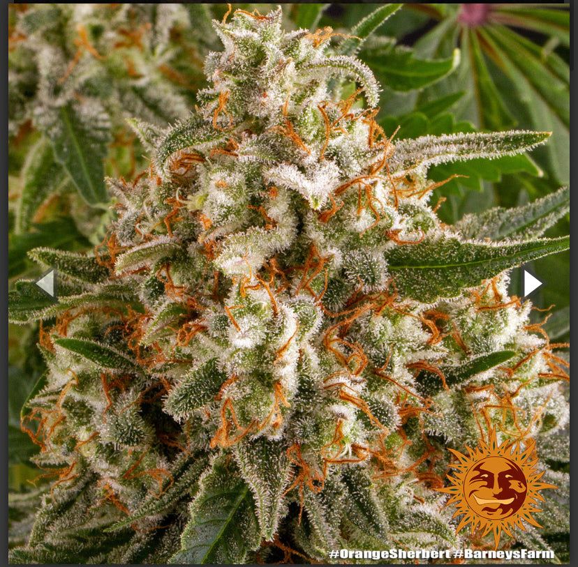 Barney's Farm - Orange Sherbert - Semi Di Cannabis Femmizizzata