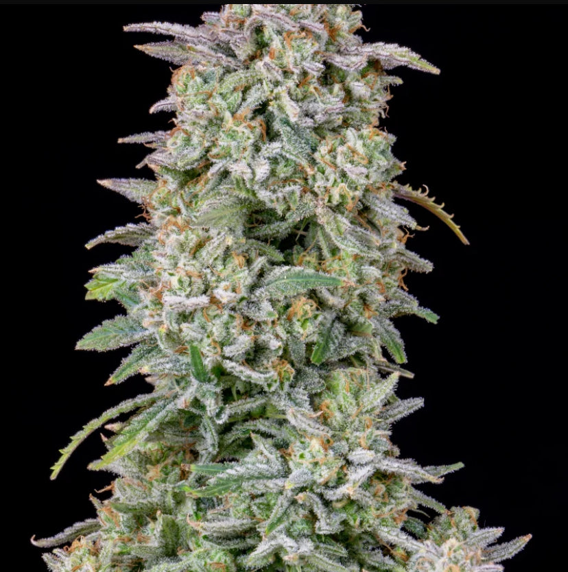 Fast Bud 420 - Forbidden Runtz Auto - Semi Di Cannabis Autofiorente