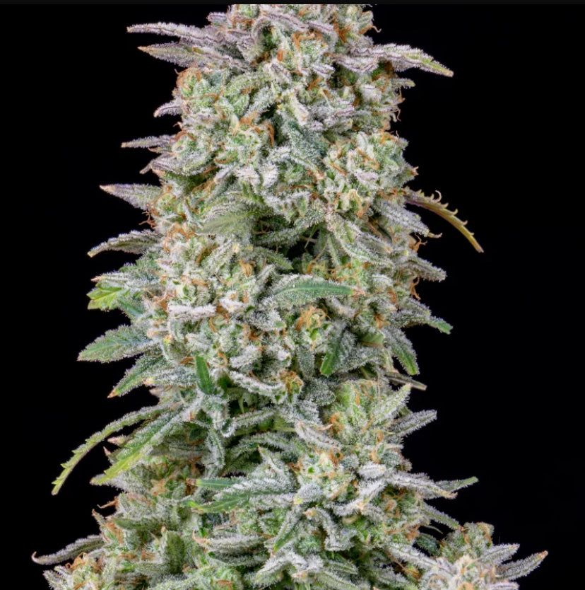 Fast Bud 420 - Forbidden Runtz Auto - Semi Di Cannabis Autofiorente