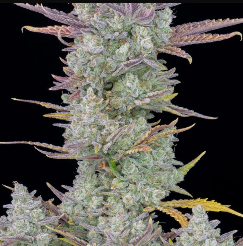 Fast Bud 420 - Gorilla Cookies Auto - Semi Di Cannabis Autofiorenti
