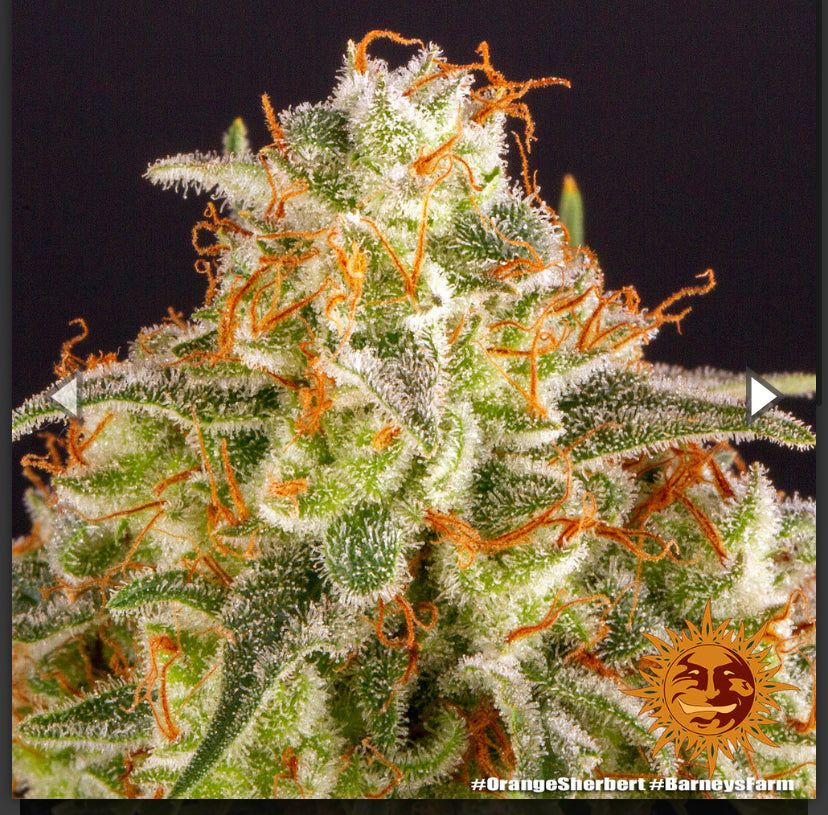 Barney's Farm - Orange Sherbert - Semi Di Cannabis Femmizizzata