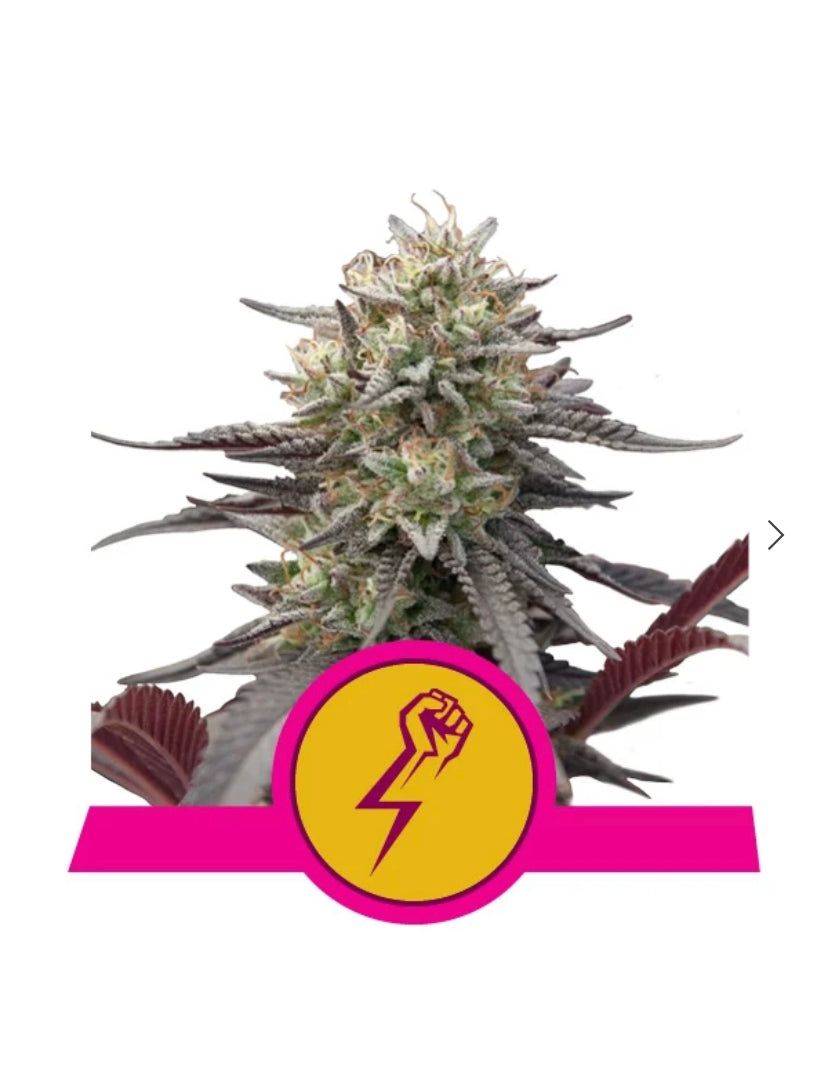 Royal Queen Seeds - Green Crack Punch - Semi Di Cannabis Femminizzati