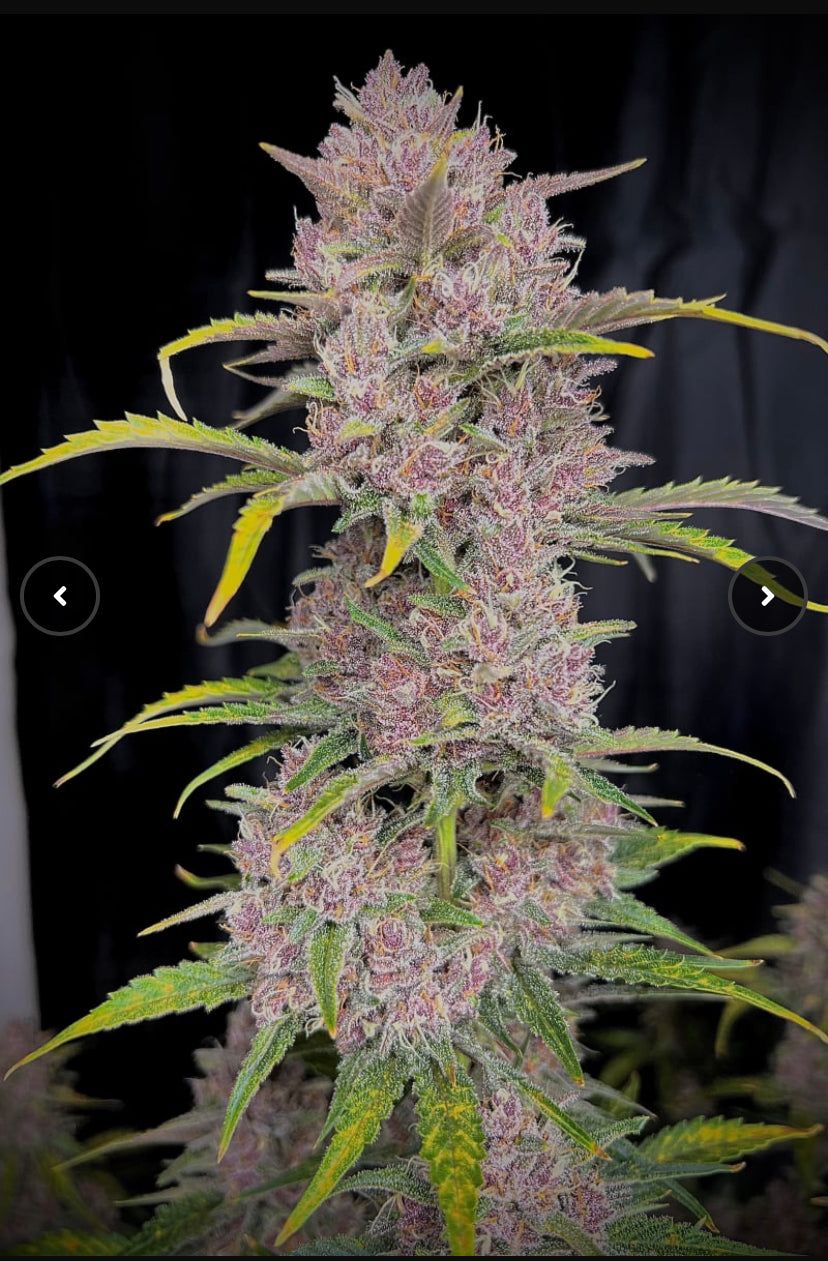 Fast Bud 420 - Banana Purple Punch - Semi Di Cannabis Autofiorenti