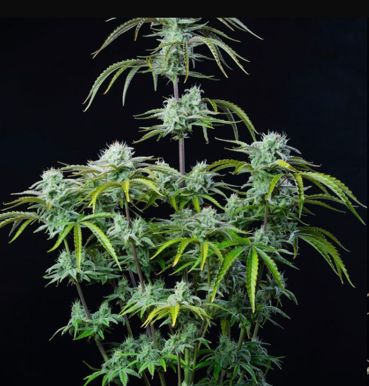 Autofiorente Strawberry Banana - Semi di Cannabis Potente