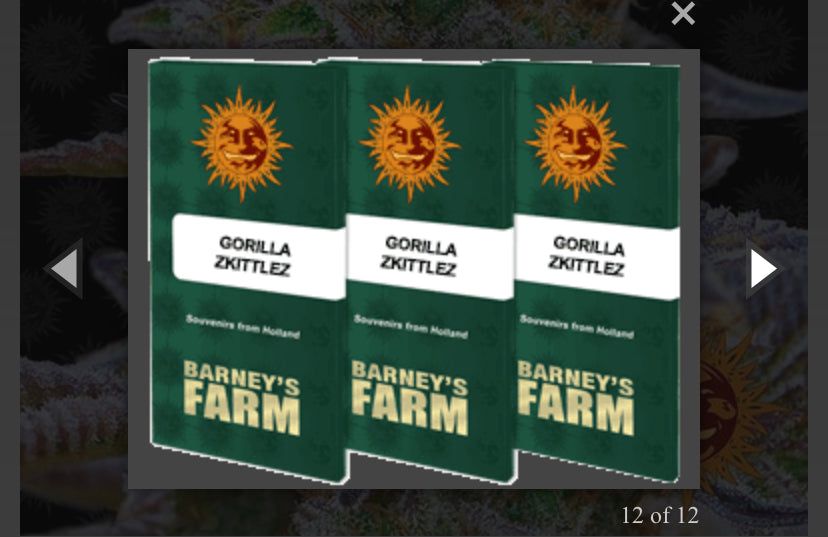 Barney’s Farm - Gorilla Zkittlez - semi di cannabis - femminizzato