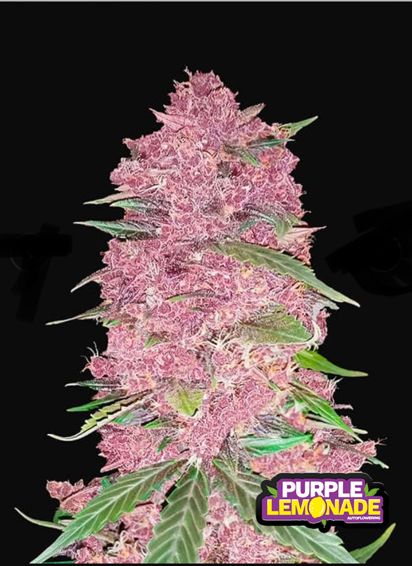 Fast Bud 420 - Purple Lemonade Auto - Semi Di Cannabis Autofiorenti