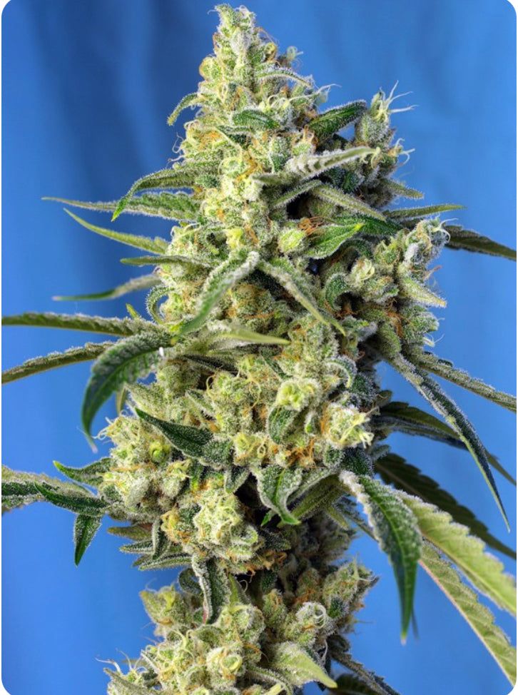 Sweet Seeds - Sweet Amnesia Haze - Semi Di Cannabis Femminizzati