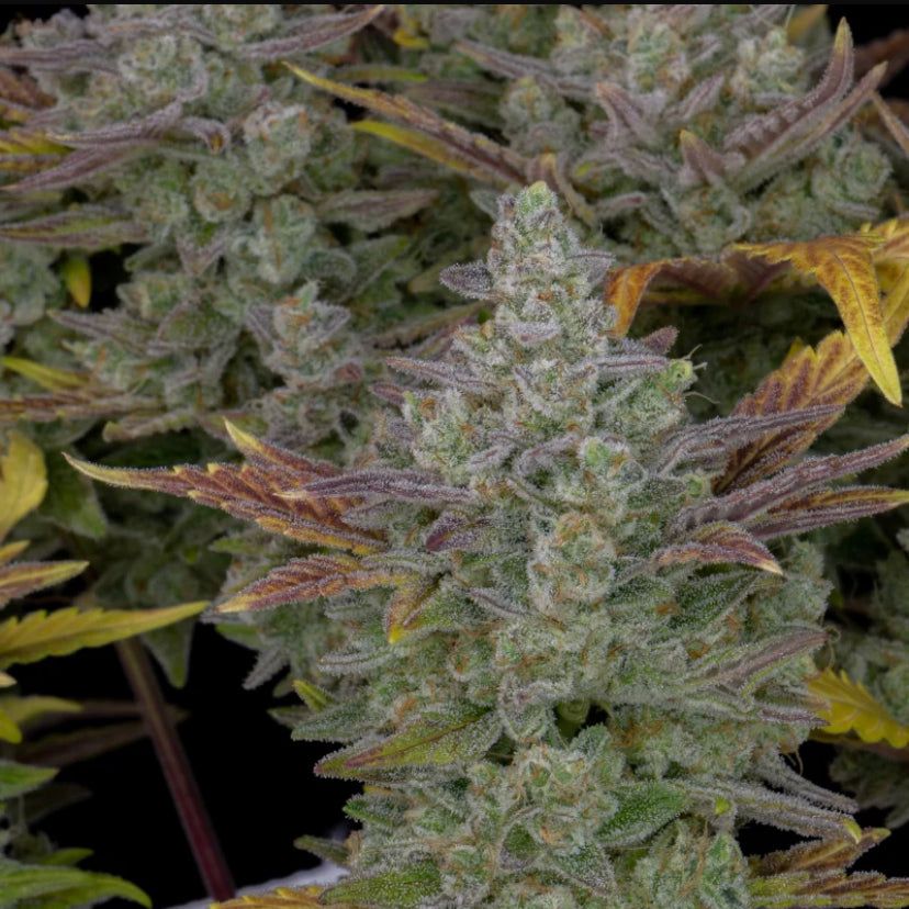 Fast Bud 420 - Gorilla Cookies Auto - Semi Di Cannabis Autofiorenti