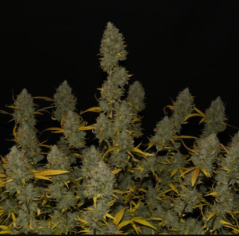 Fast Bud 420 - Gelato Auto - Semi Di Cannabis Autofiorenti
