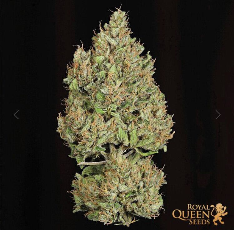 Royal Cookies Auto Semi Di Cannabis Autofiorenti