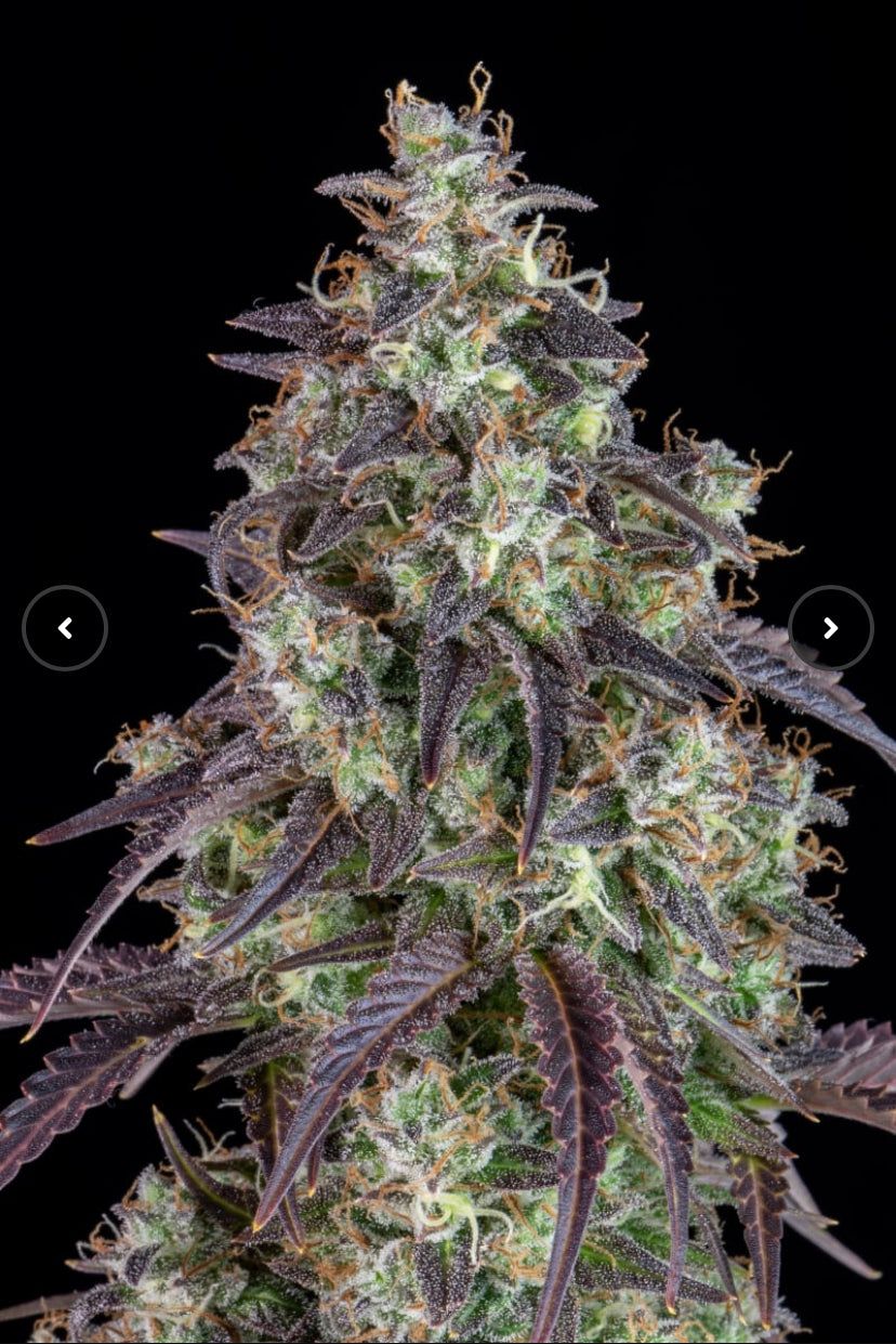 Fast Bud 420 - Lemon Pie Auto - Semi Di Cannabis Autofiorenti