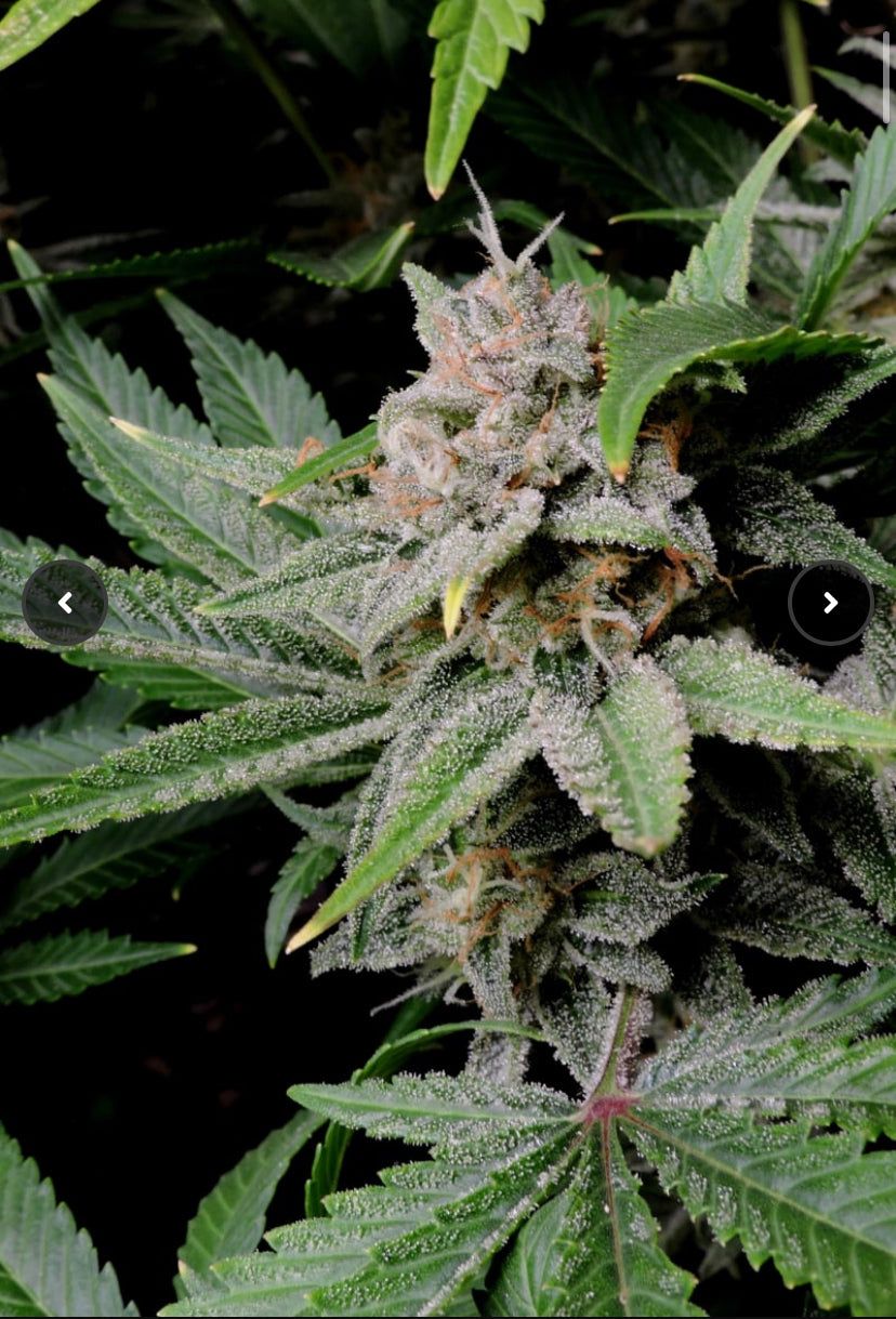 Fast Bud 420 - Cherry Cola Auto - Semi Di Cannabis Autofiorente