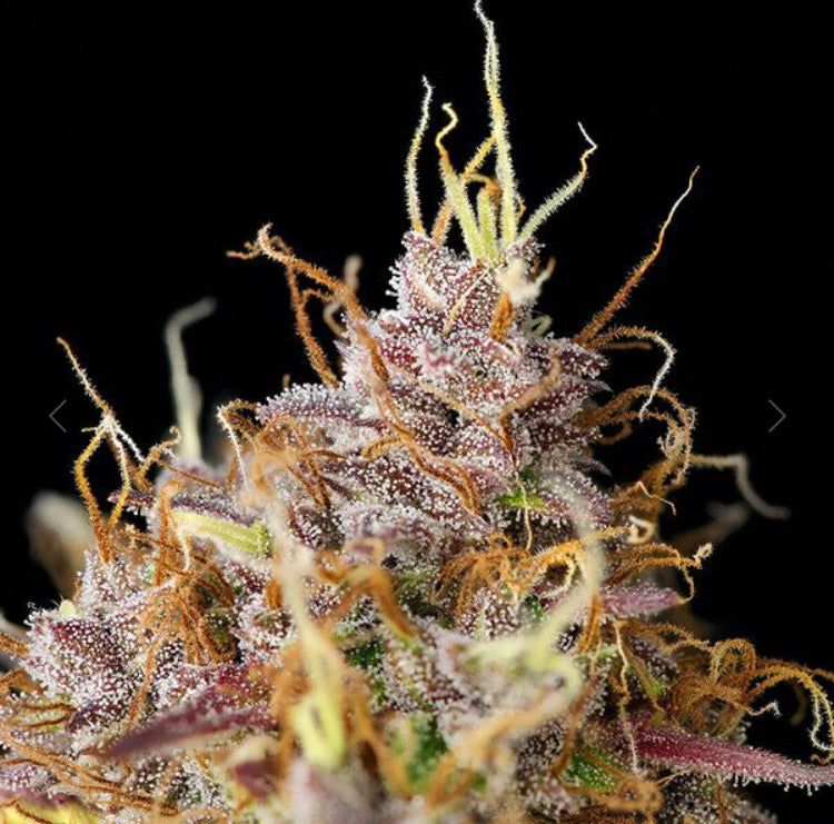 Purple Queen Auto: Semi Autofiorenti di Cannabis
