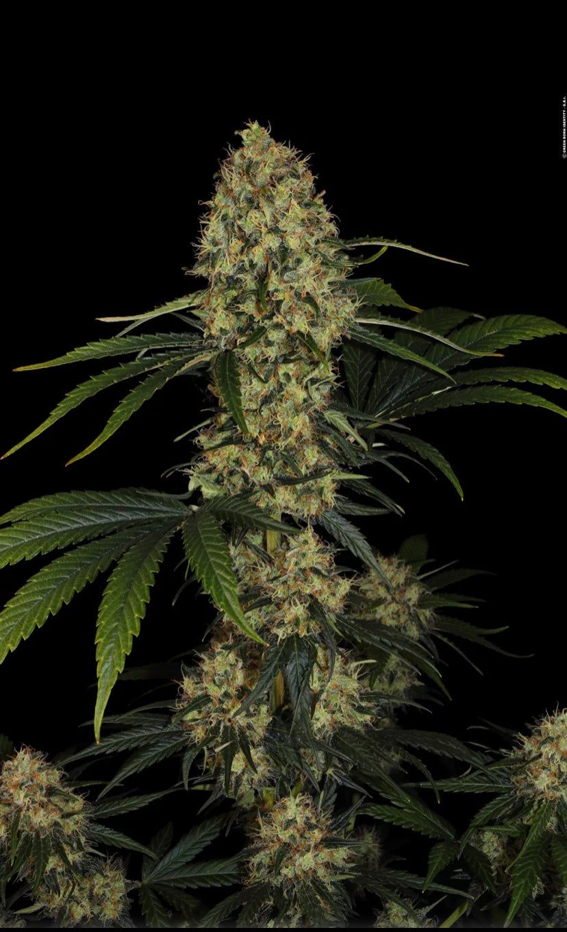 L.A. Amnesia - Paradise Seeds - Semi Di Cannabis Femminizzati