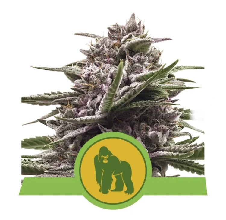 Royal Queen Seeds - Royal Gorilla Auto - Semi Di Cannabis Autofiorenti