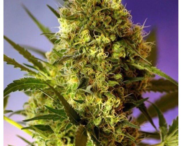 Sweet Seed - Big Devil Auto - Semi Di Cannabis Autofiorente