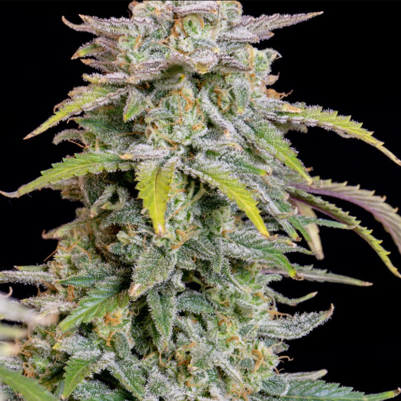 Fast Bud 420 - Forbidden Runtz Auto - Semi Di Cannabis Autofiorente