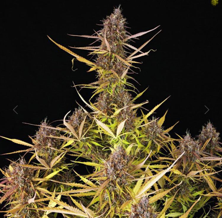 Purple Queen Auto: Semi Autofiorenti di Cannabis