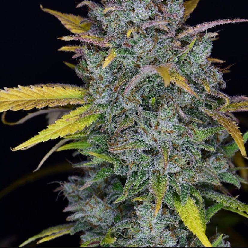 Fast Bud 420 - Gelato Auto - Semi Di Cannabis Autofiorenti