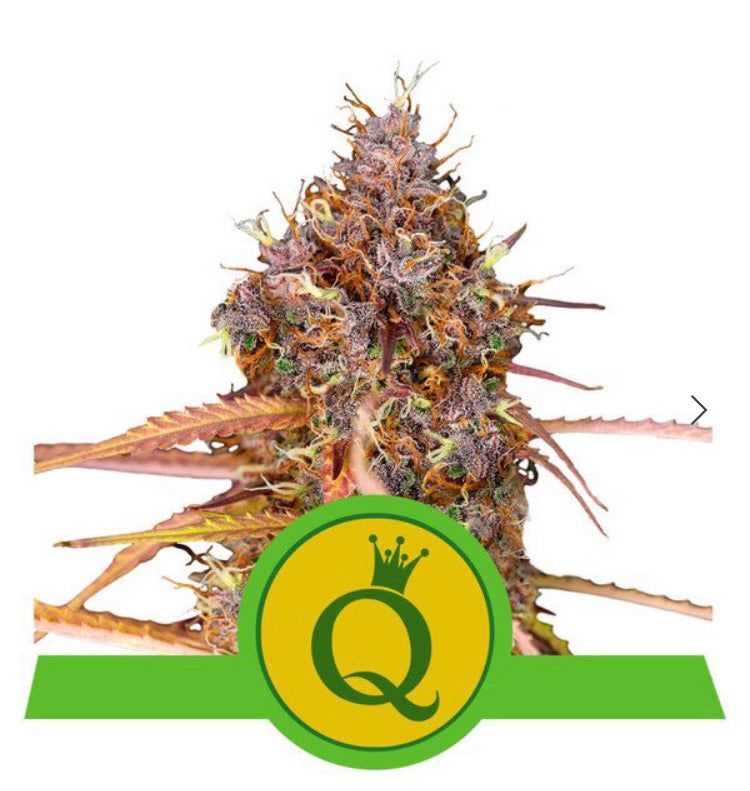 Royal Queen Seeds - Purple Queen Auto - Semi Di Cannabis Autofiorenti